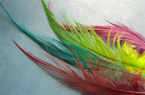 heron feathers for fly tying.